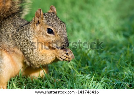Closeup portrait of young Eastern Fox squirrel (Sciurus niger) eating bird seeds in the garden
