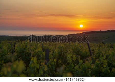 evening landscape, sunset on the background of the vineyards by the sea