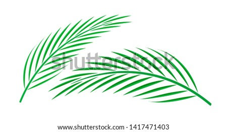 coconut palm leaf isolated on white background, coconut stem, clip art of plam tree leaf green, cycad leaf illustration simple, part of coconut palm leaf for graphic pattern