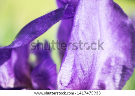 Colorful violet iris flower petals close up photo