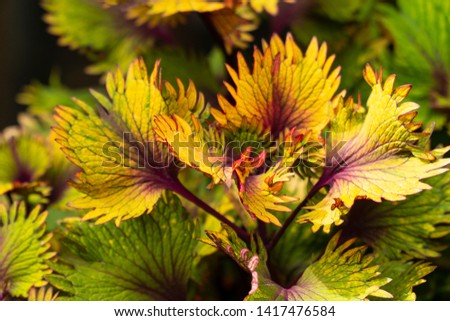 Ornamental plants called Coleus; their bright and colourful foliages have serrated edges that look stunning in the sunlight with the shrub background blurred.