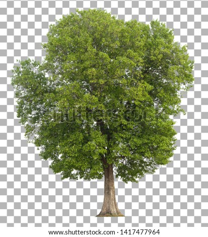 Tree isolated on transparent background.  Royalty-Free Stock Photo #1417477964