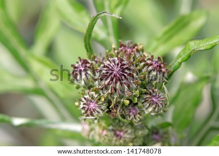 weed flowers on a green background, closeup of pictures, China.
