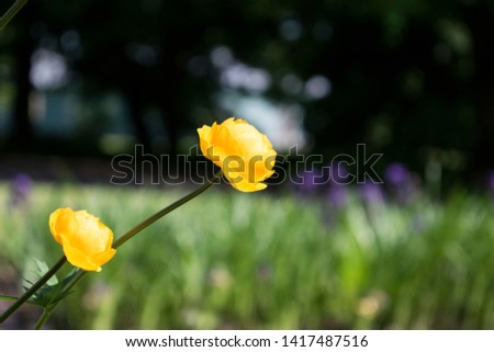 Colorful yellow globe-flowers with green leaves. Green blured grass.