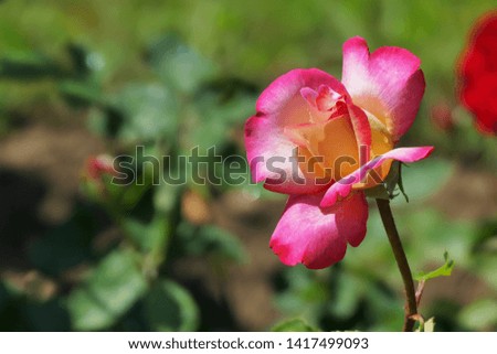 Beautiful pink white rose in the garden with copy space