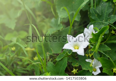 Ivy Gourd white flower is blooming in nature in the rainy season.