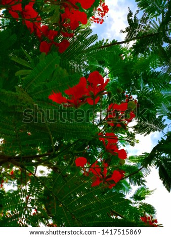 Red flowers on tree under blue sky