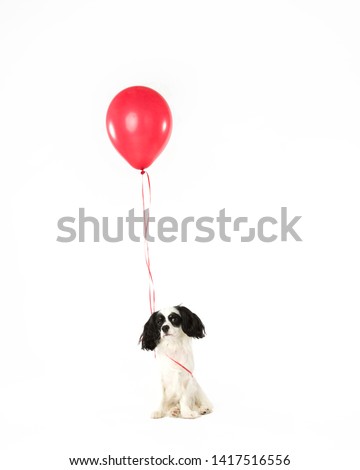Worried looking black and white cocker spaniel tangled in a red ribbon and balloon on a white studio background waiting for the party