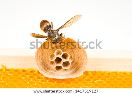 Macro picture of Asian hornets begin of nest on a new yellow frame of beehive, with one hornet making the nest. They are responsible of death of bees colony. Disaster for nature wild life in France