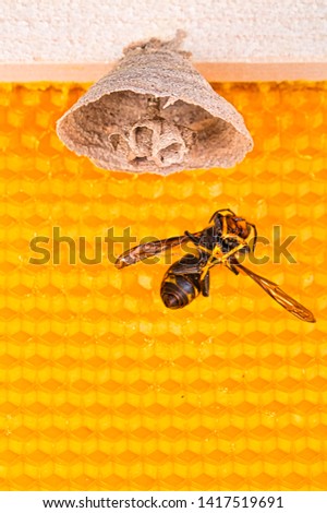 Macro picture of Asian hornets begin of nest on a new yellow frame of beehive, with one dead hornet close to the nest. They are responsible of death of bees colony. Disaster for nature wild life 