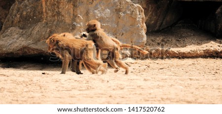 couple of young baboons playing