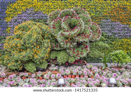 Multicolored floral decoration. A flower background. ornamental cabbage or flowering kale in organic agriculture plantation in Shanghai, China