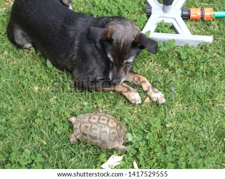 The dog looks at the turtle Royalty-Free Stock Photo #1417529555