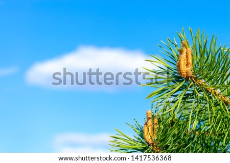 The needles and flowers of the young spruce against the background of blue sky and clouds. Copy space