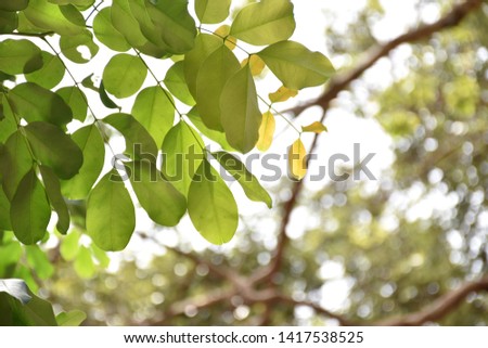 Leaves With the soft light
