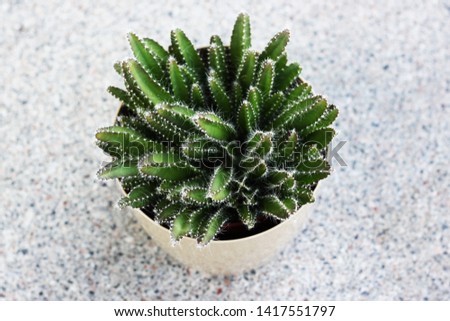 cactus or succulent in a pot
