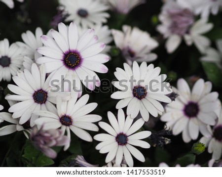 Beautiful white flower for background.