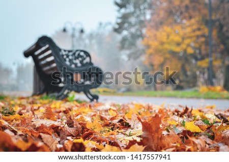 Empty bench and foggy morning in the autumn park