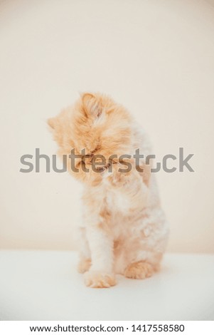 Beautiful persian cat posing for the camera. Licking it's nose and fur and makes funny faces.