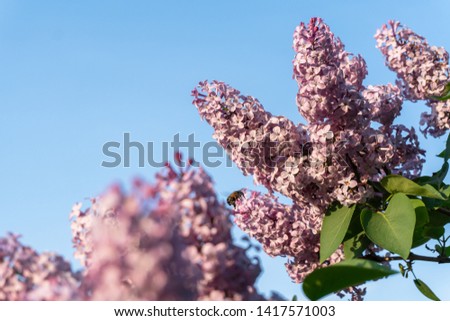 May blooming lilac bushes. Bees and butterflies pollinate lilac flowers. Blooming lilac against the blue sky.