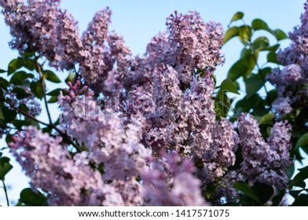 May blooming lilac bushes. Bees and butterflies pollinate lilac flowers. Blooming lilac against the blue sky.