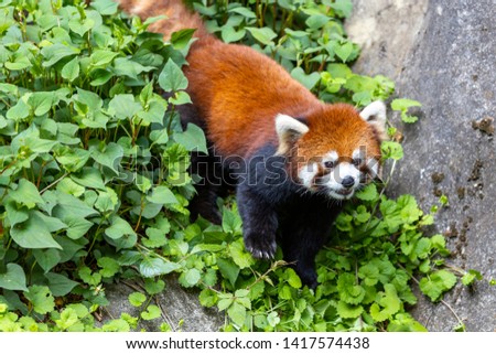 Lesser Panda / Red Panda in Zoo
