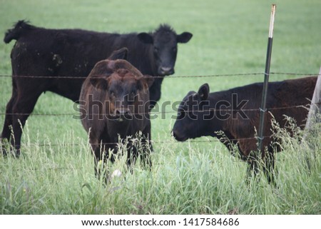 calves in field of grass