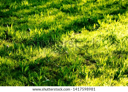 Green grass leafs macro background high quality prints products 50,6 Megapixels