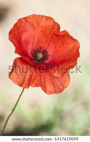 Spring is the season of flowers, among them very common but not the least beautiful poppies dye us in deep red fields