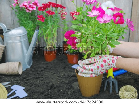 A little girl is planting flowers. The young gardener. Selective focus. nature.