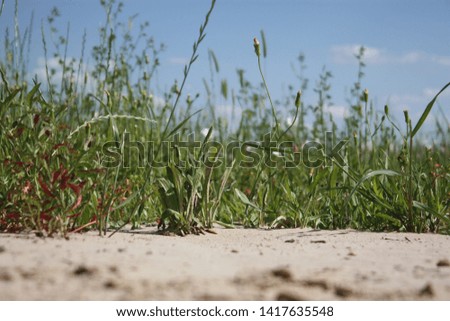 grass from bug's eye perspective