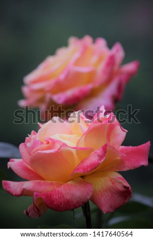 Closeup of a rose with green background