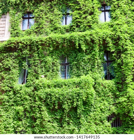Tenement house covered with a green plant. Green house