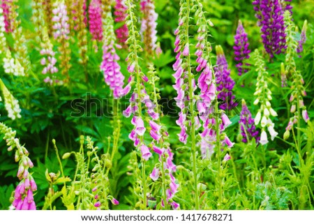blooming vivid wild purple pink Foxglove (Digitalis purpurea) flower branch plants against green grass garden meadow background, plant known for its poisonous effect, also grown as ornamental