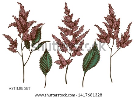 Vector set of hand drawn colored  astilbe Royalty-Free Stock Photo #1417681328
