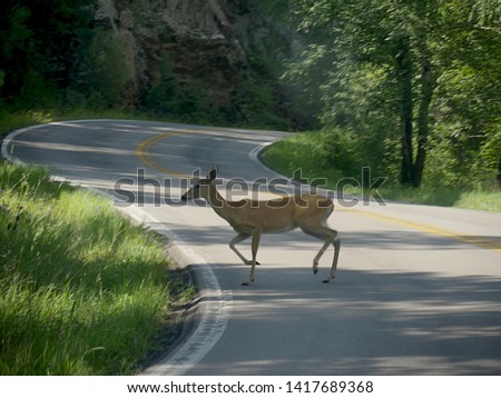 A deer crosses across the winding road at Needles Highway, Custer State Park, South Dakota. Royalty-Free Stock Photo #1417689368