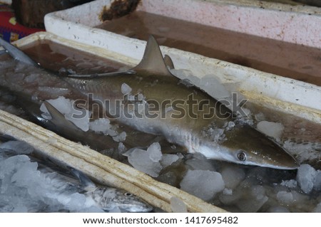 Shark fish in the box with ice