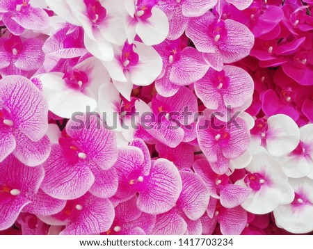 beautiful orchid decoration on background
