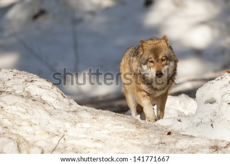 Grey wolf on the snow background