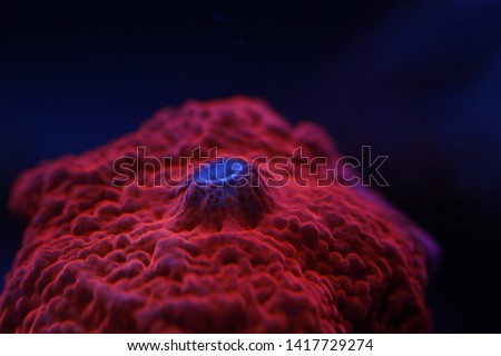 Red Discusoma Sp. mushroom coral