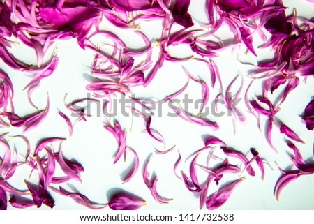 Flower pattern with fresh pink petals of peonies on the white background. Purple petals of peony flowers lying on white background, place for text. Flat lay. Blank Card for invitation, congratulation.