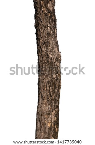 Trunk of a tree Isolated On White Background