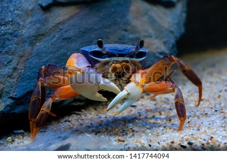 Underwater closeup picture of the  mangrove ( rainbow ) crab in the ocean coral reef.  Royalty-Free Stock Photo #1417744094