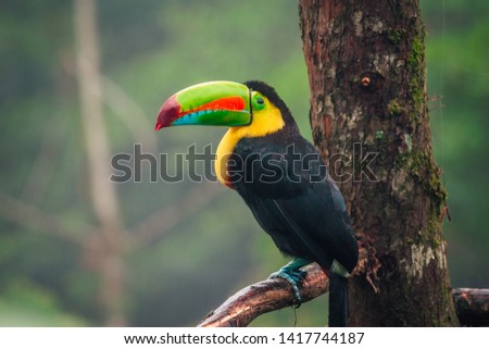 Portrait of the Toucan bird seating on the  branch in the jungle of Costa Rica during the rainy day.