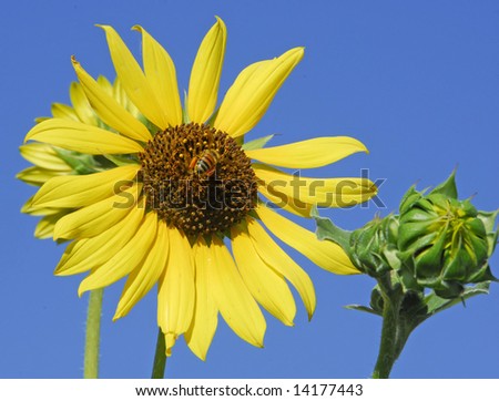 Face of sunflower and bud with bee collecting pollen.  Bee's legs are full of pollen