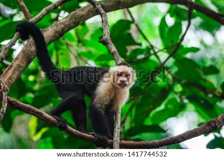 Portrait of the cute capuchin ( cebidae ) monkey profile hanging n the tree in the jungle.  Royalty-Free Stock Photo #1417744532