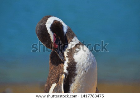 Penguin in Valdes peninsula in Argentina