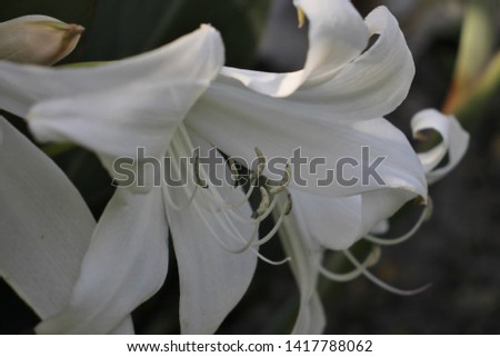 Amaryllis Belladona types and colors in nature 