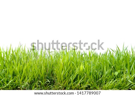Green Grass Border isolated on white background.The grass is native to Thailand is very popular in the front yard