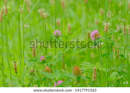 wild flower and grass in green field